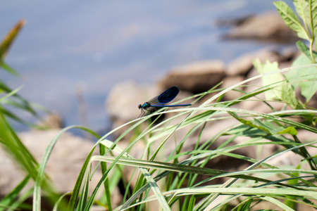 Portrait, macro of a dragonflyの写真素材