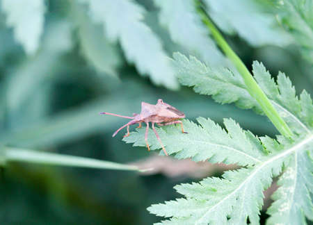 Macro of a bug on a plant