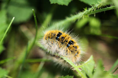 A caterpillar of a blackberry spinner on a plant