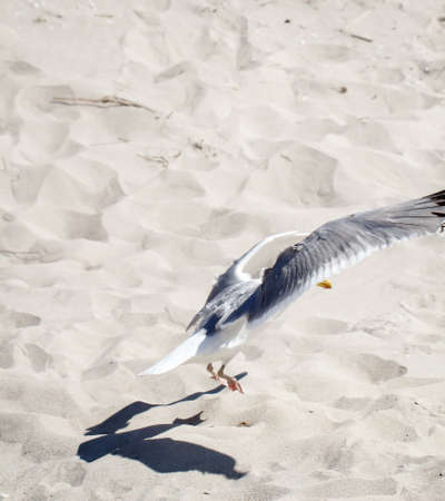 View, portrait of a seagull. Seagulls are just part of the beach vacationの写真素材