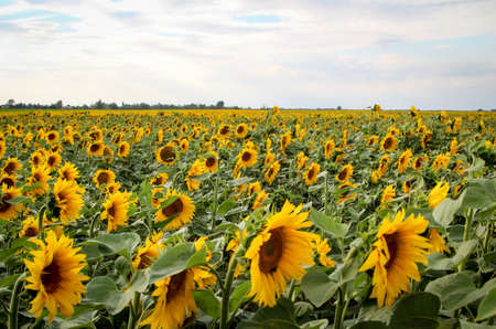 A sunflower field in the middle of summer at cloudy sky