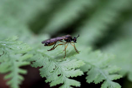 A fly, insect on a plant
