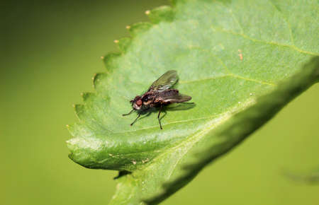 A fly, insect on a plant
