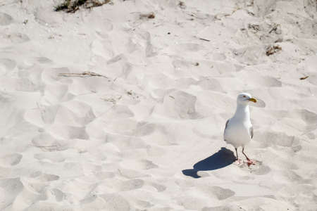 View, portrait of a seagull. Seagulls are just part of the beach vacationの写真素材