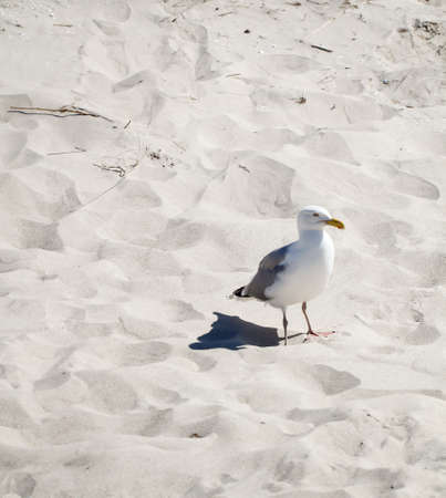 View, portrait of a seagull. Seagulls are just part of the beach vacationの写真素材