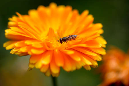 A fly, insect on a plant