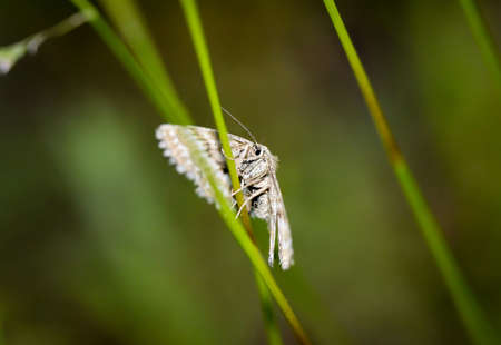 Macro of a butterfly