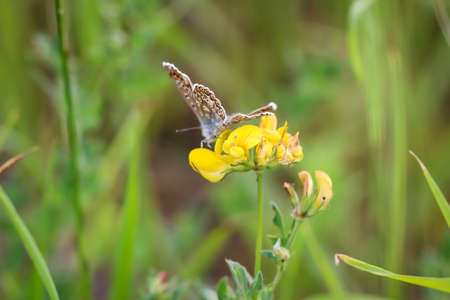 Macro of a butterfly