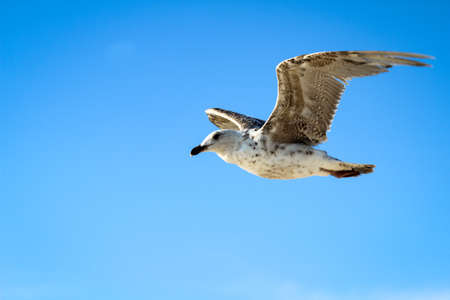 View, portrait of a seagull. Seagulls are just part of the beach vacation