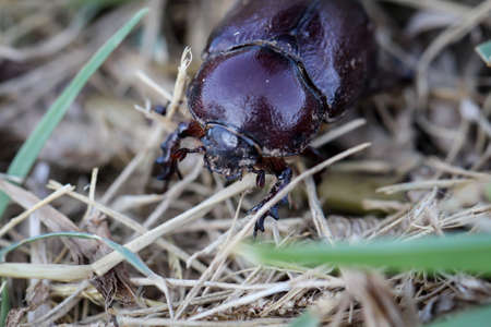 A rhinoceros beetle crawling in the grass