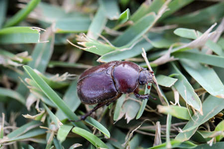 A rhinoceros beetle crawling in the grass