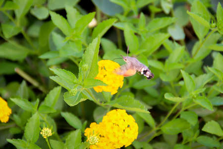 A pigeon tail on a yellow blossom