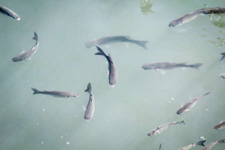 A lot of fish in the water of a harbor basinの写真素材