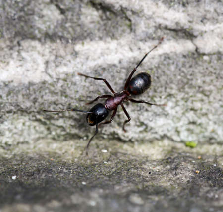 A black forest on a sandstone rock
