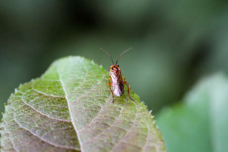 A fly, insect on a plant
