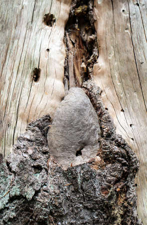 A closeup of a hornet nest. Hornets are important insects for nature