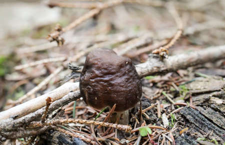 A mushroom in the forest