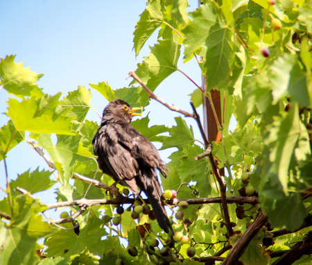 A blackbird sits quietly in a vineの写真素材