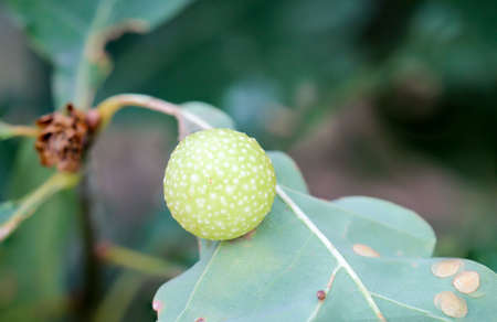 The nest, a gall wasp nest on a leafの写真素材