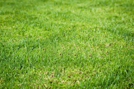 Grass, grass texture, grasses in the sunlight