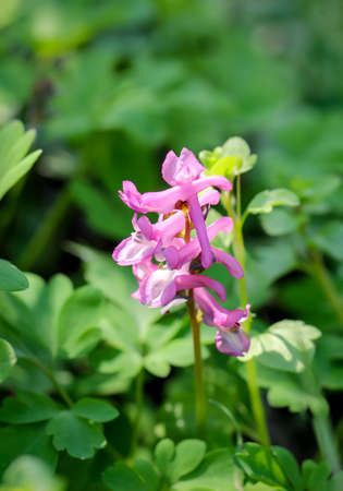A plans to flower in the spring