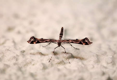 An insect which looks very utopian, butterfly, moth