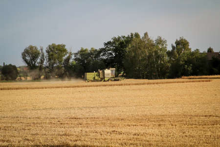 A ripe wheat, cornfield we harvested with the combine harvester