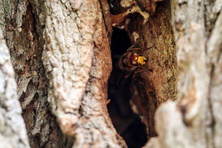 Hornets come out of their burrow in a hollow tree trunkの写真素材