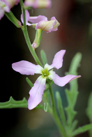 A plant with purple colored flowers in a meadow