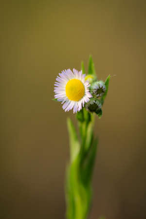 A close up of a plant with white flowersの写真素材