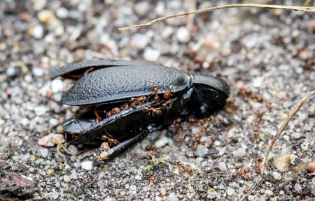 A dead black blue oil beetle is eaten by ants,