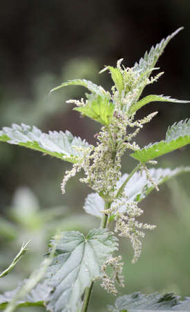 A stinging nettle with its flowersの写真素材