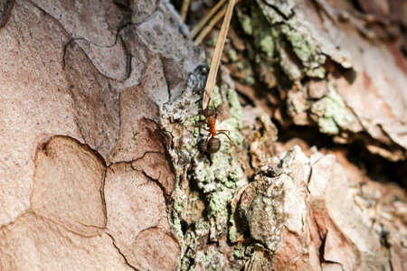 A forest ant climbs on a tree trunkの写真素材