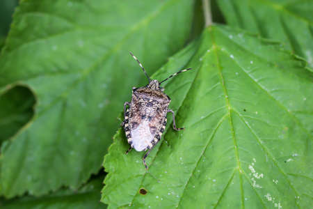 A bug climbs on a leafの写真素材