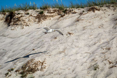 Portrait, study of a seagull, seagull bird by the seaの写真素材