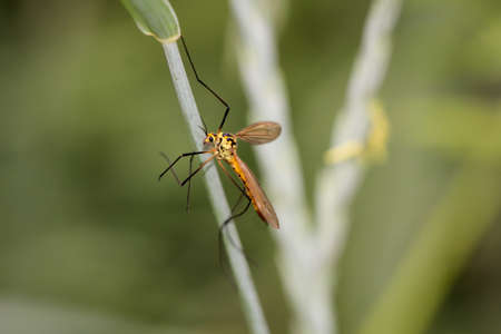 Macro of a long legged mosquito, or snakeの写真素材
