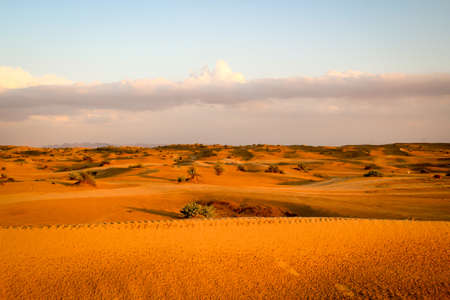 A piece of desert with dunes and shrubs in the evening sunの写真素材