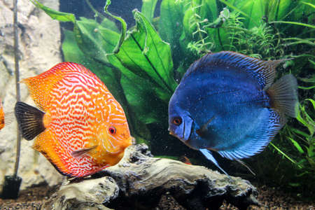 A discus fish in its full beauty in the aquariumの写真素材