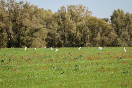 Egrets on a meadow looking for food as a mouse and frogsの写真素材