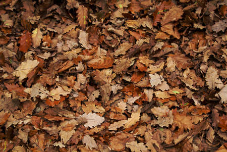 Oak leaves completely cover the bottom of the forest