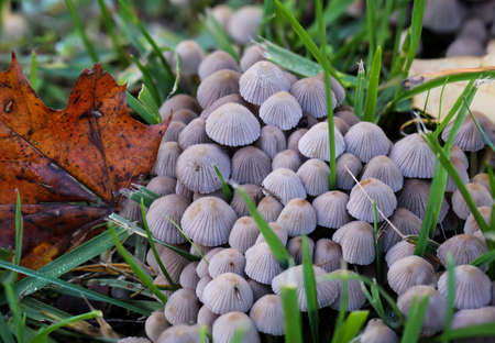 Mushrooms, mushrooms populate the forest and fill it with life