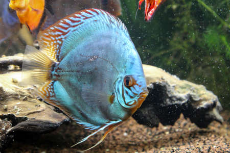 Discus fish in the group in the aquarium