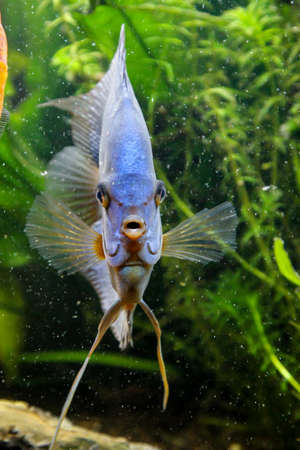 Discus fish in the group in the aquarium