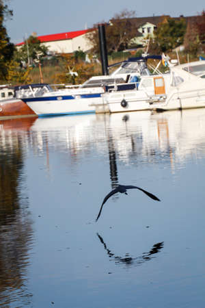 A granite, heron flying over the Saaleの写真素材
