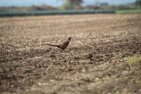 A pheasant, golden pheasant on a harvested fieldの写真素材