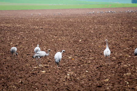 Heron, gray heron in a field foragingの写真素材