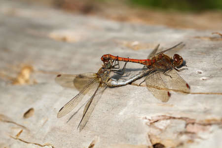 The portrait, a study of dragonflies in nature