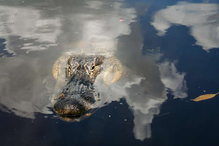 An alligator swims in the Everglades Californiaの写真素材