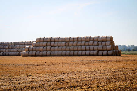 Many straw bales on a field for the winterの写真素材