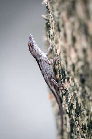 A lizard or anole sunbathes on a tree trunkの写真素材